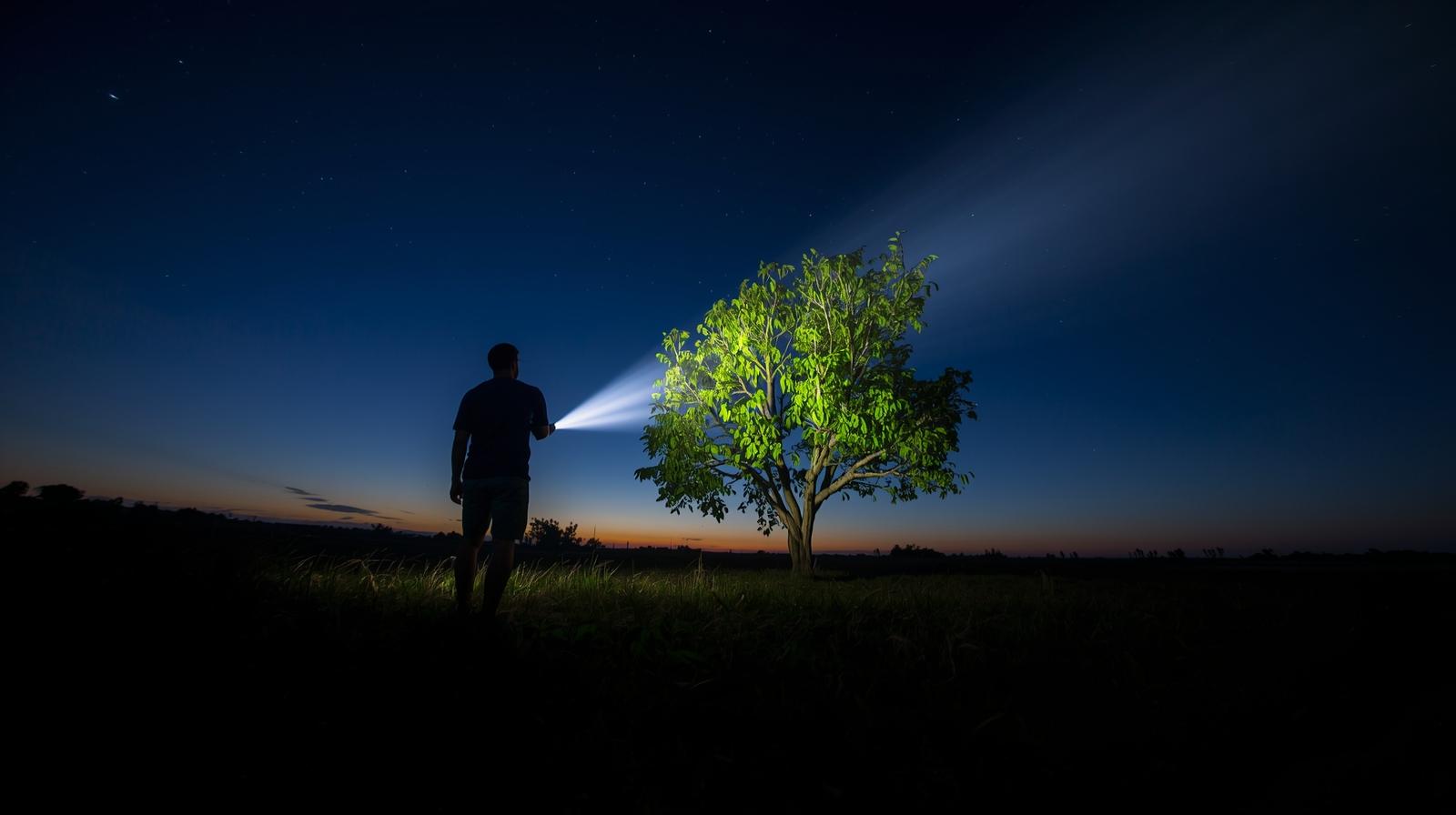Bargains at home - a man illuminating a tree with a flashlight