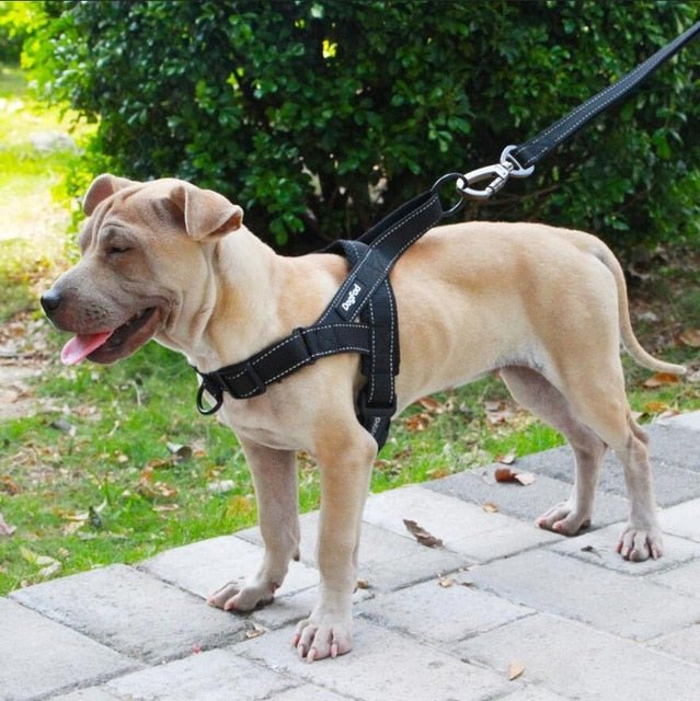Adjustable Dog Harness - Homestore Bargains
