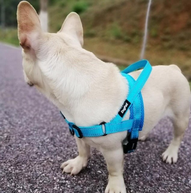 Adjustable Dog Harness - Homestore Bargains