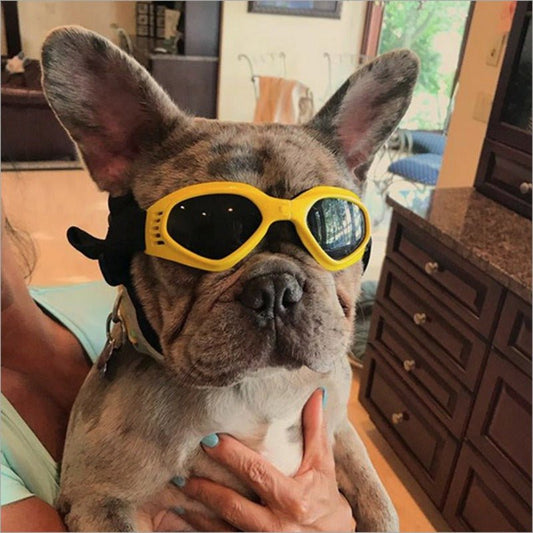 Dog Sunglasses - Homestore Bargains