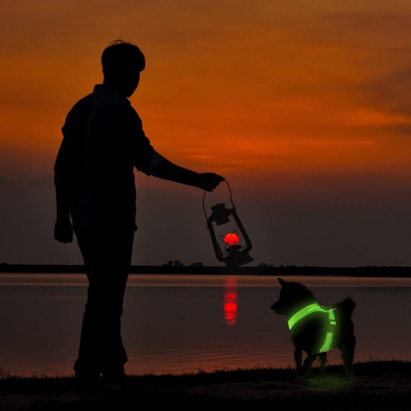 LED Light Dog Harness - Homestore Bargains