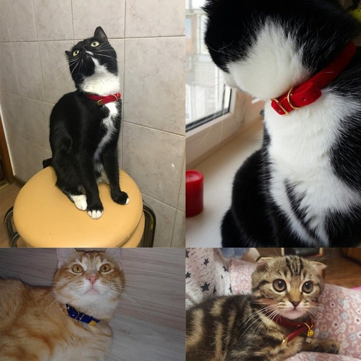 Small Cat Collar - Homestore Bargains
